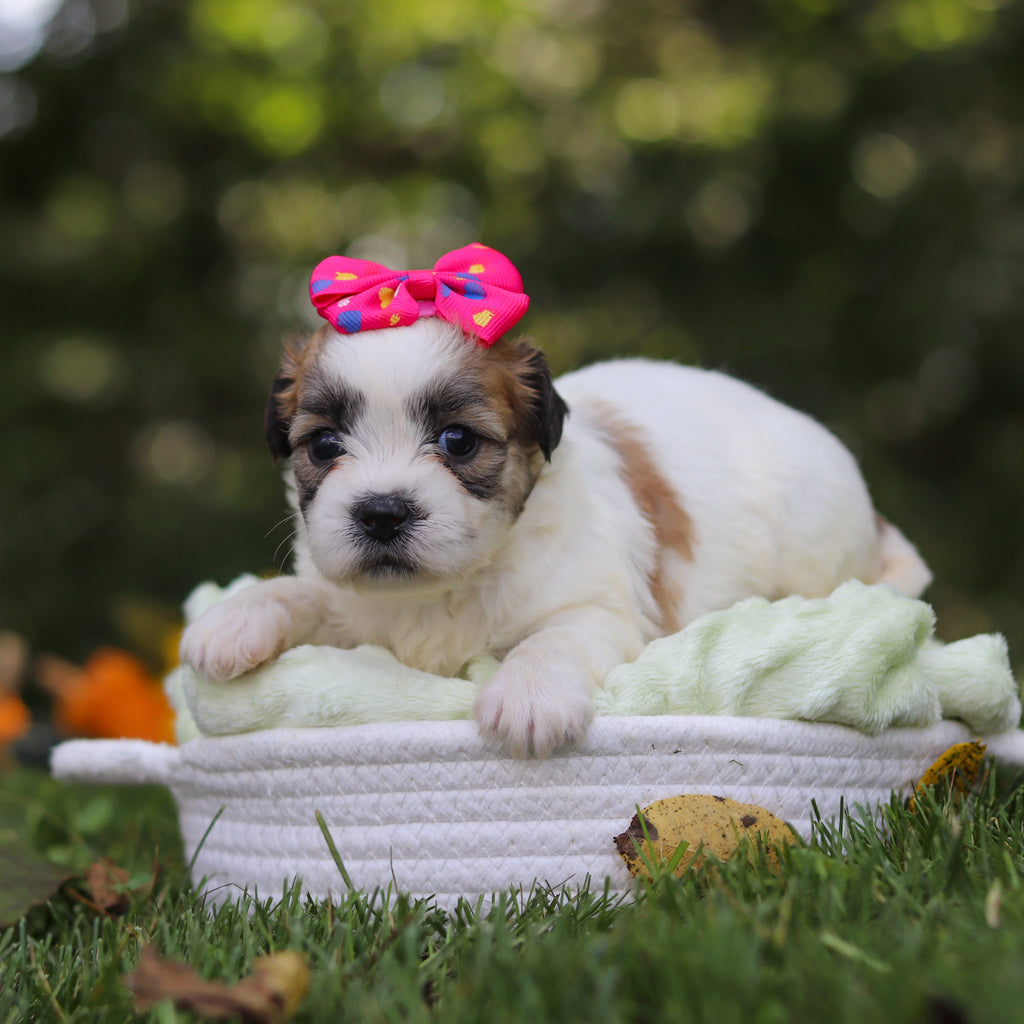Clementine - Available 10/15