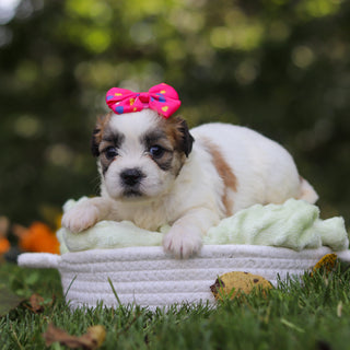 Clementine - Available 10/15