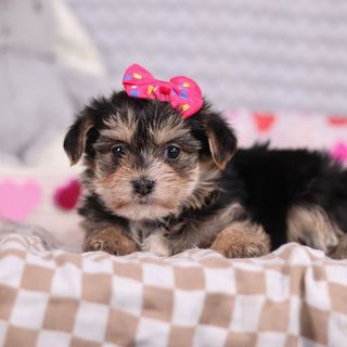 Victoria - Available Now