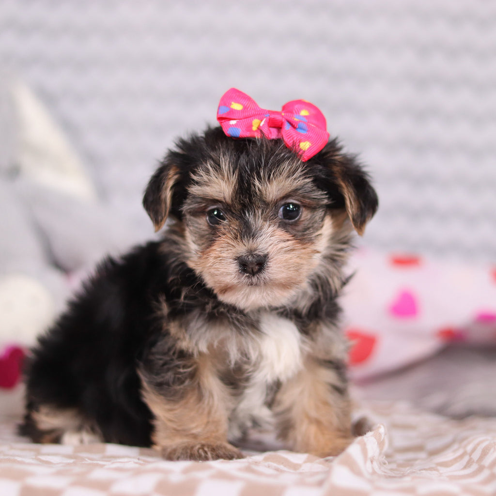 Victoria - Available Now