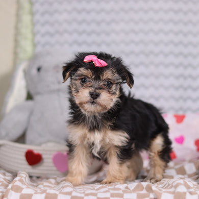 Zula - Available 2/12