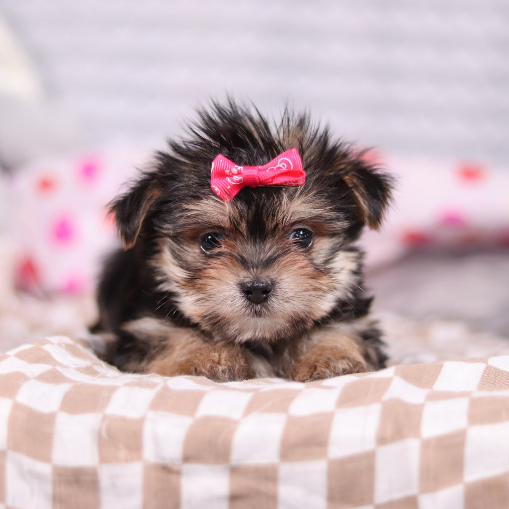 Inez - Available 2/19