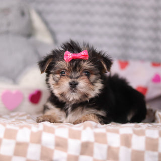 Inez - Available 2/19