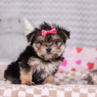 Inez - Available 2/19