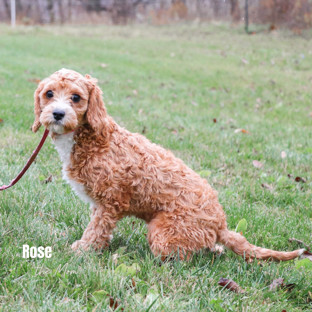 Buzz - Available 12/17