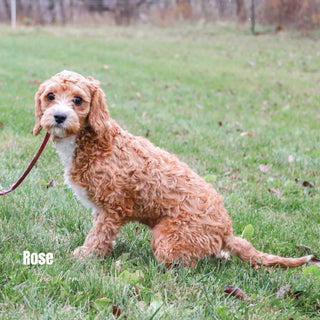 Buzz - Available 12/17