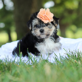 Nala - Available 7/30