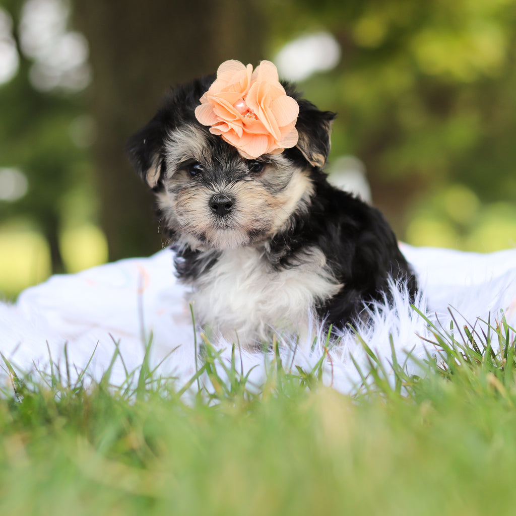 Nala - Available 7/30