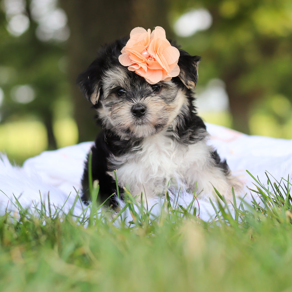 Nala - Available 7/30