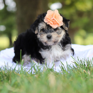Nala - Available 7/30