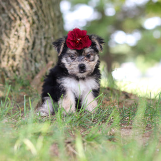 Nina - Available 7/30