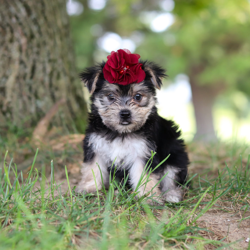 Nina - Available 7/30