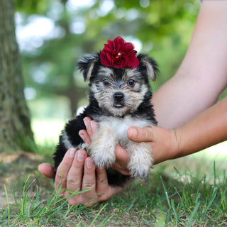 Nina - Available 7/30