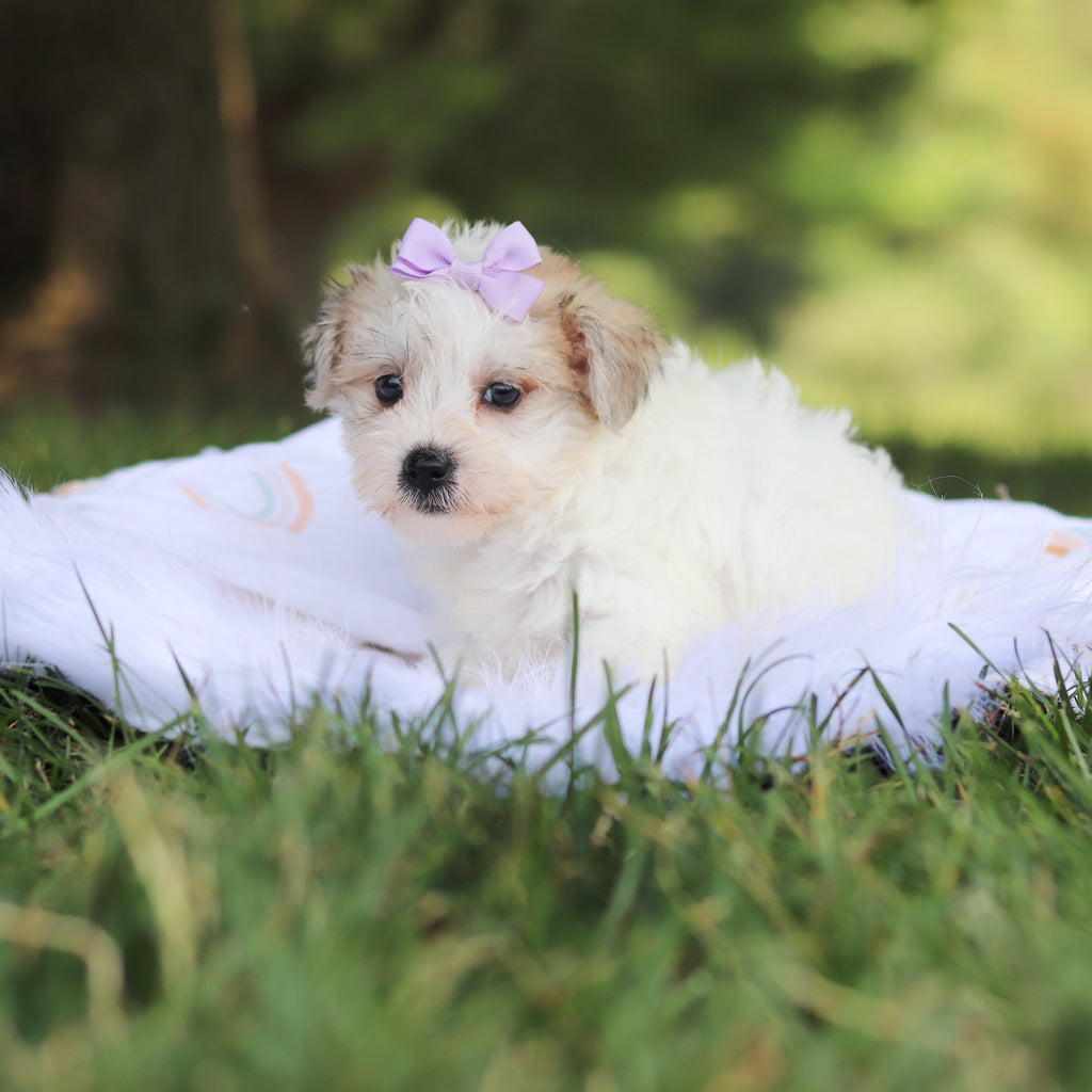 Nyla - Available 7/30