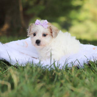 Nyla - Available 7/30