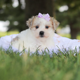 Nyla - Available 7/30