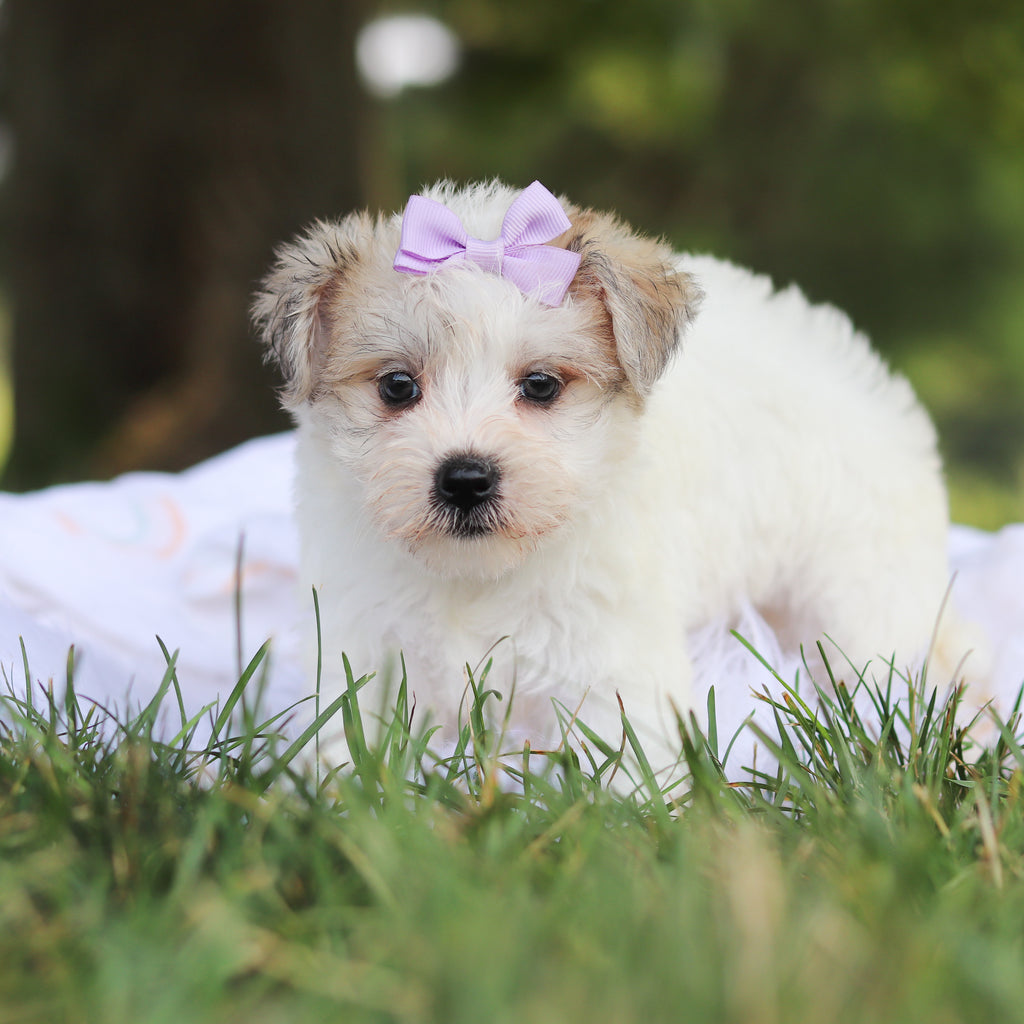 Nyla - Available 7/30
