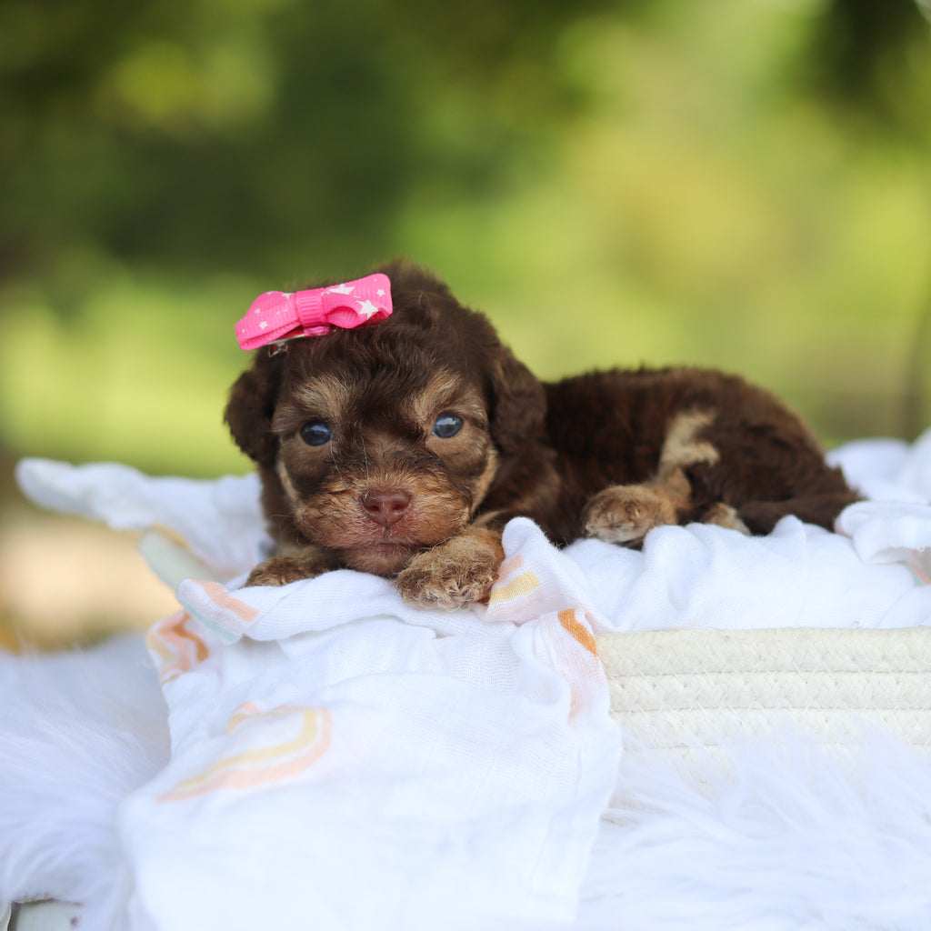 Mila - Available 8/20