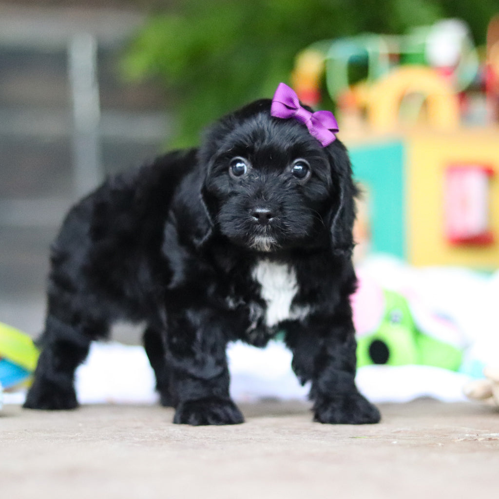 Gladys - Available 8/6