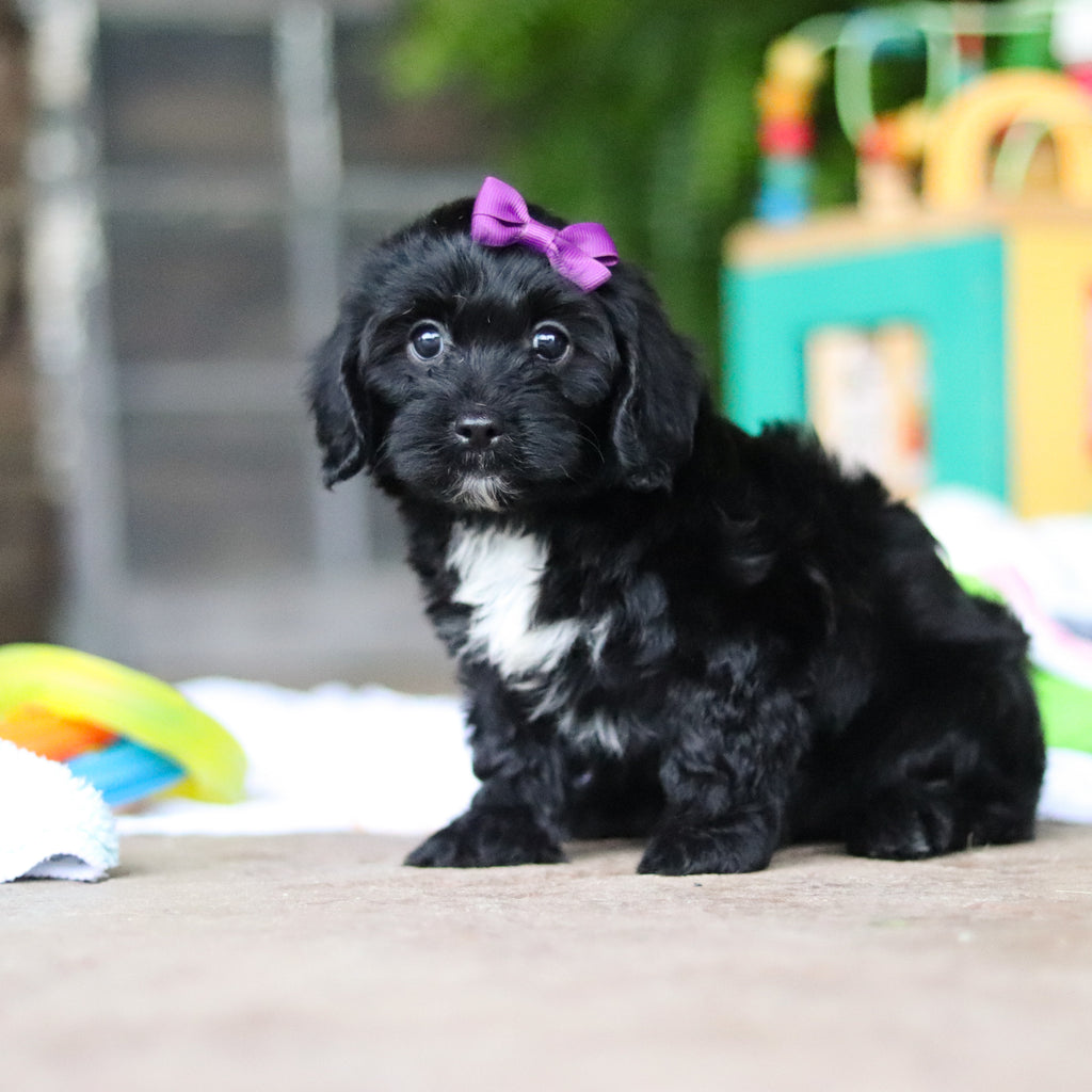 Gladys - Available 8/6