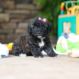 Debbie - Available 8/6