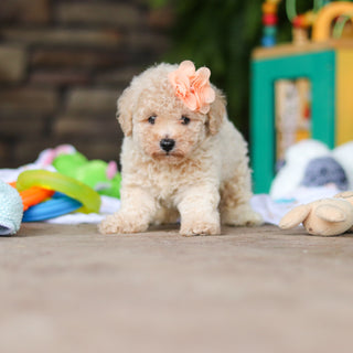 Delilah - Available 8/6