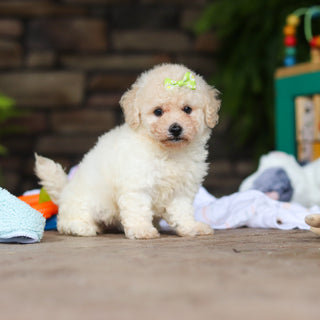 Dolly - Available 8/6