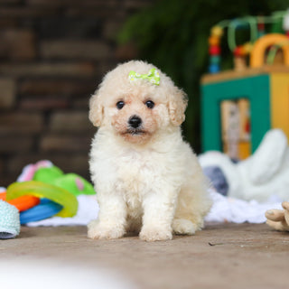 Dolly - Available 8/6