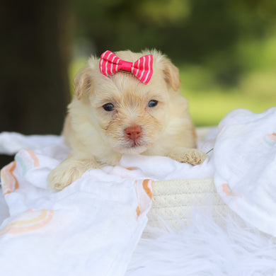 Penelope - Available 8/13