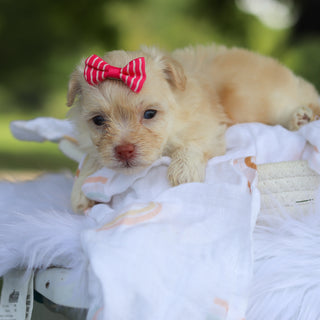 Penelope - Available 8/13