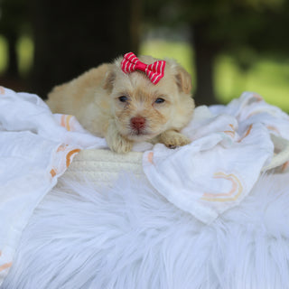 Penelope - Available 8/13