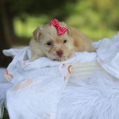 Penelope - Available 8/13