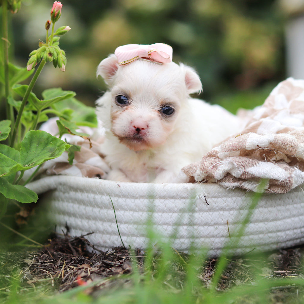 Winifred - Available 10/8