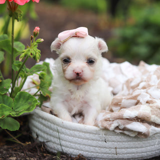 Winifred - Available 10/8