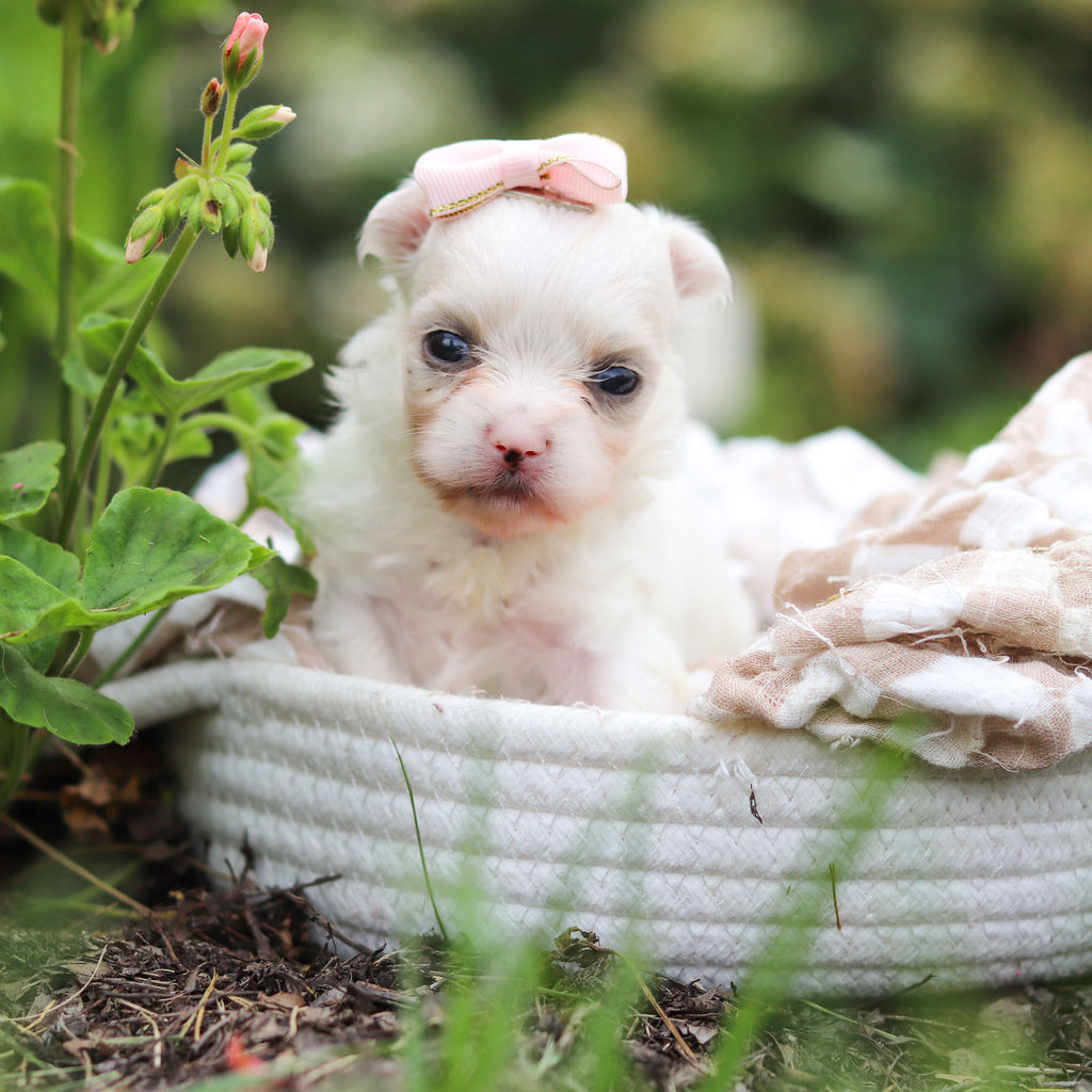 Winifred - Available 10/8