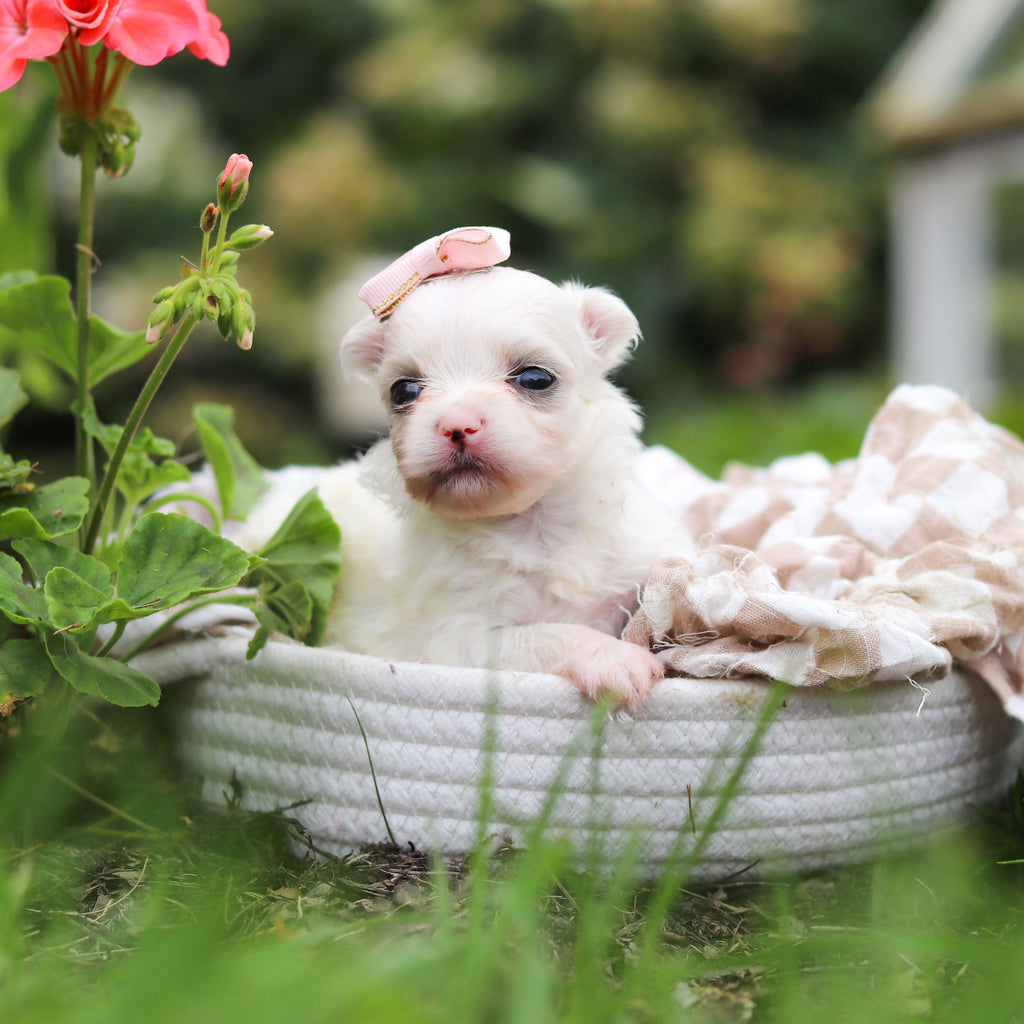 Winifred - Available 10/8