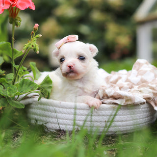 Winifred - Available 10/8