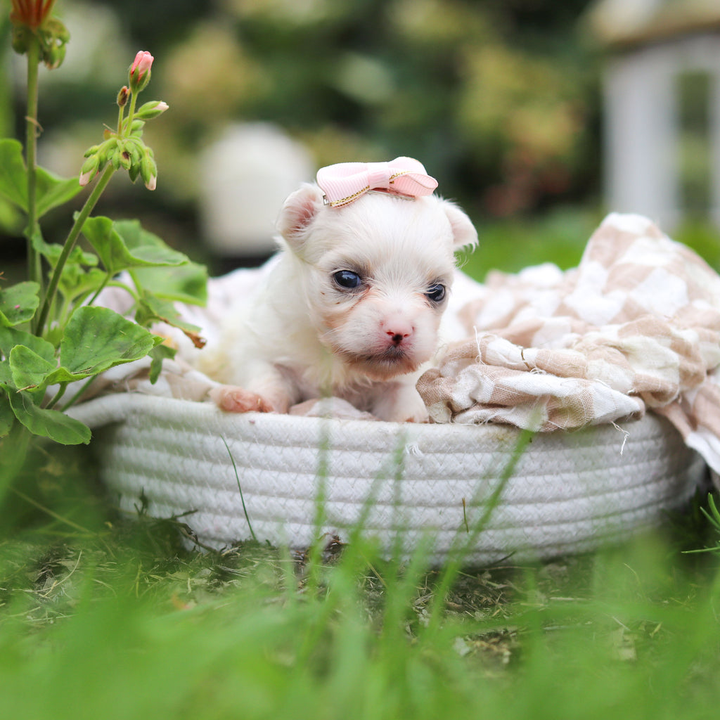 Winifred - Available 10/8