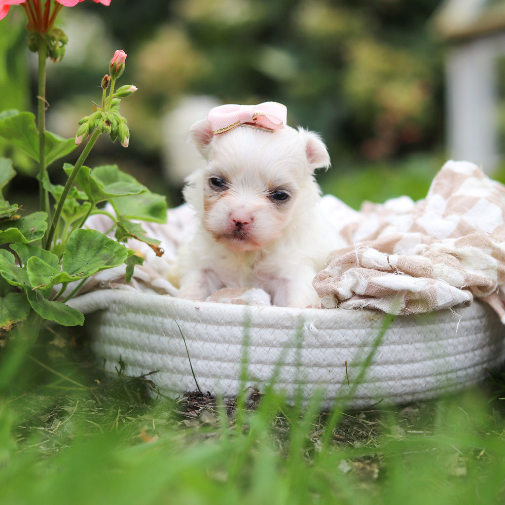 Winifred - Available 10/8