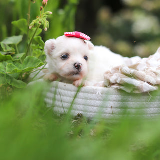 Winnie - Available 10/8