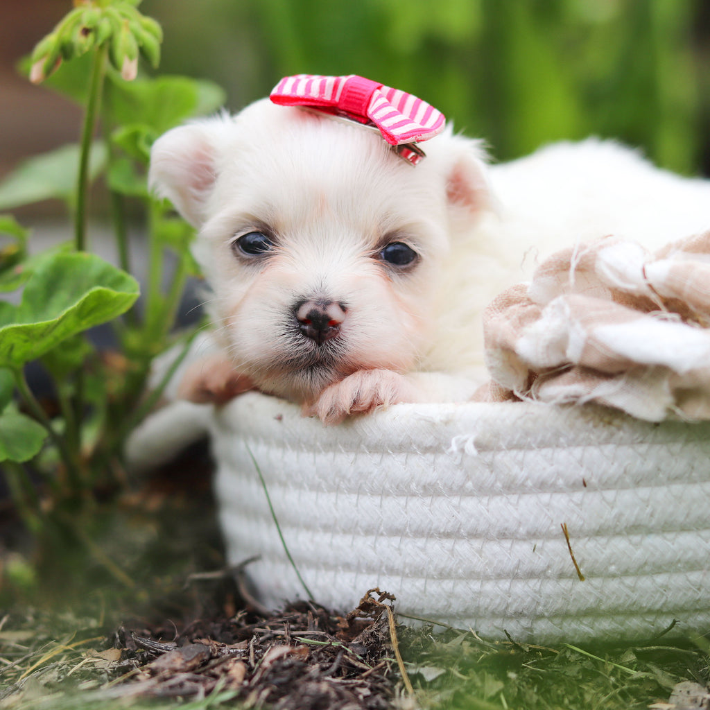 Winnie - Available 10/8