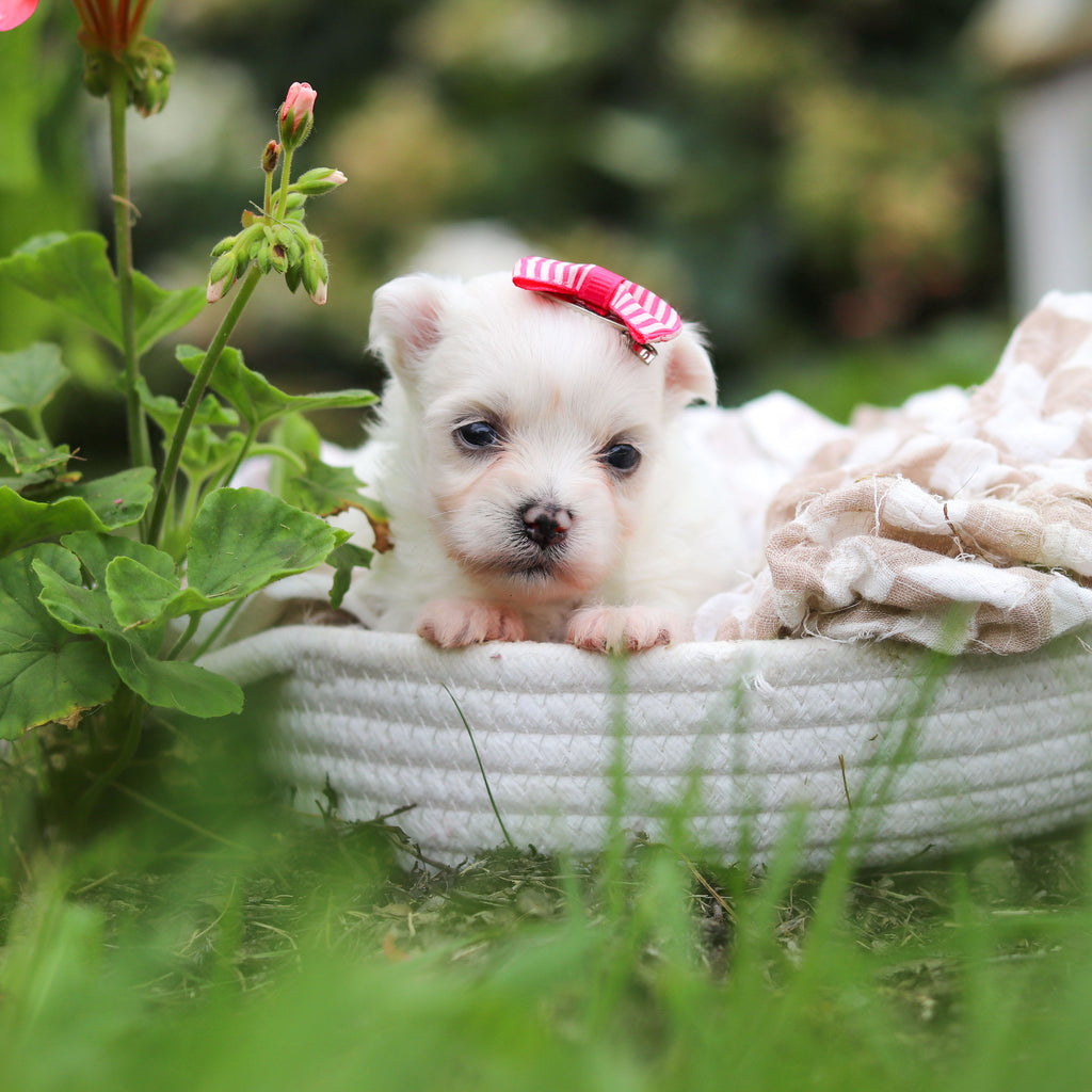 Winnie - Available 10/8