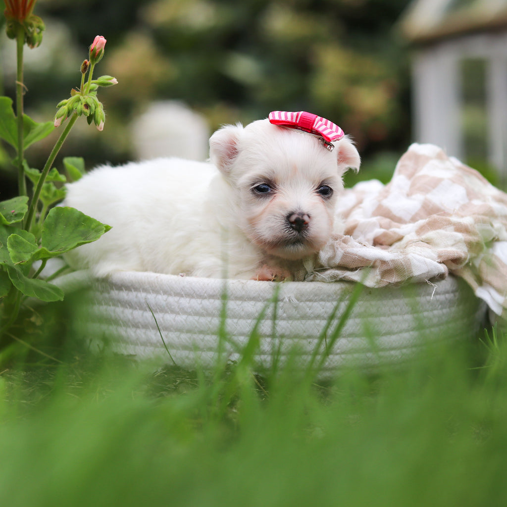 Winnie - Available 10/8