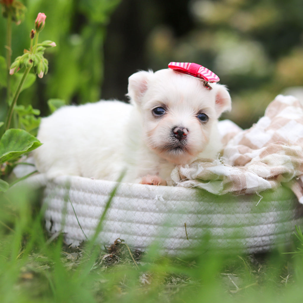 Winnie - Available 10/8