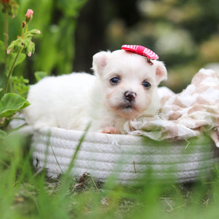 Winnie - Available 10/8
