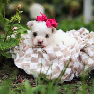 Wanda - Available 10/8