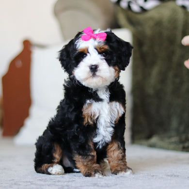 Lylah - Available Now