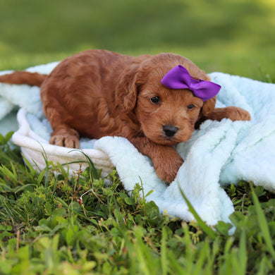 Gertie - Available 6/18