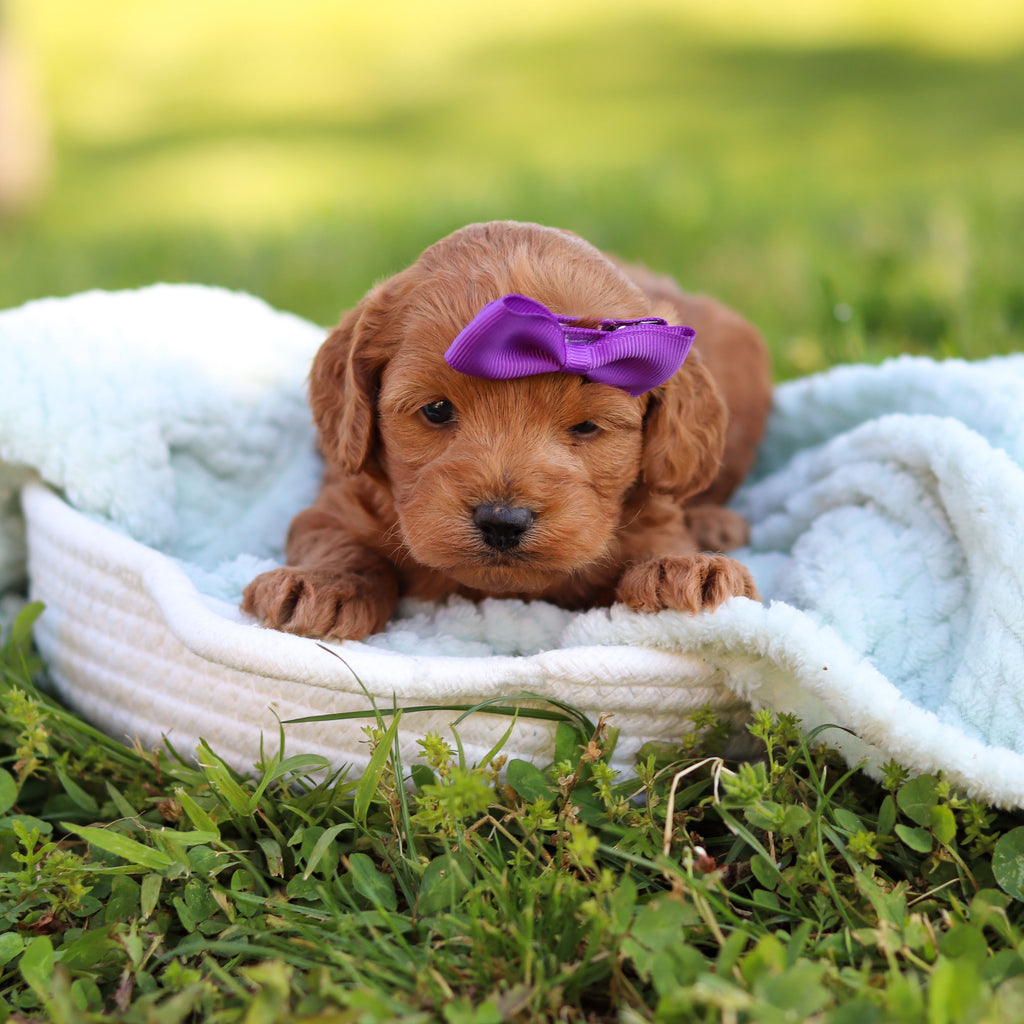 Gertie - Available 6/18