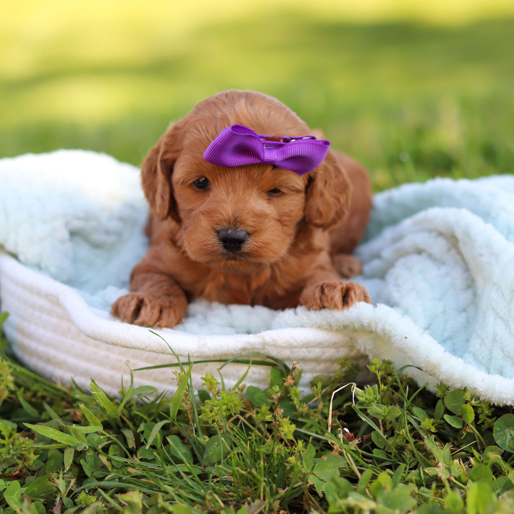 Gertie - Available 6/18